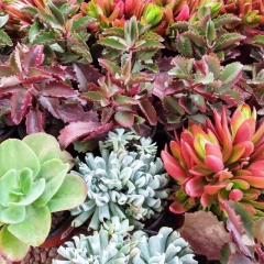 Crasas - comprar online