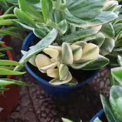 Imagen de Crasa Ovata