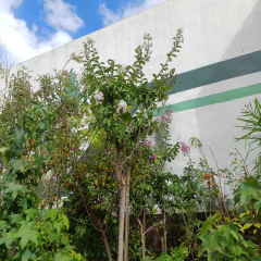 Crespón - Vivero Mario