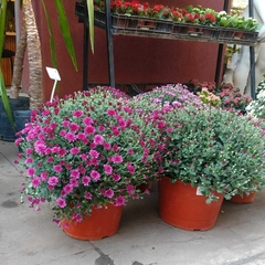 Crisantemo Belga - Vivero Mario