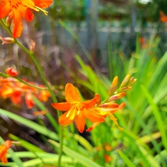 Crocosmia - tienda online