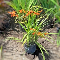 Crocosmia - Vivero Mario