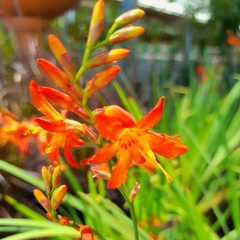 Crocosmia