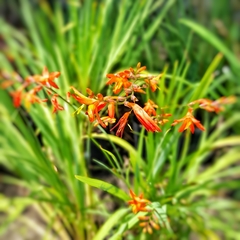 Imagen de Crocosmia