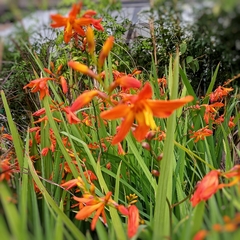 Crocosmia - comprar online