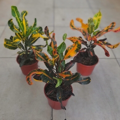Crotón Tirabuzón - tienda online