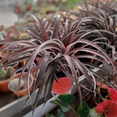 Cryptbergia Rubra en internet