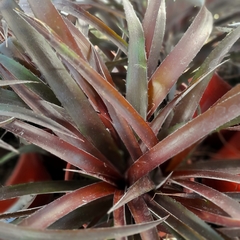 Cryptbergia Rubra - Vivero Mario