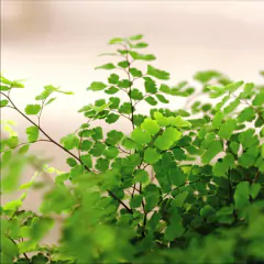 Helecho Culandrillo - tienda online