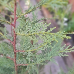 Ciprés Leylandii