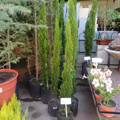 Cupressus totum - tienda online