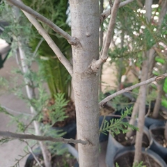 Ciprés Leylandii - tienda online
