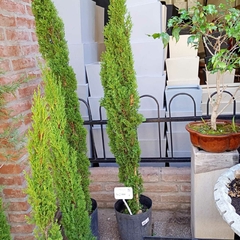 Cupressus totum - comprar online