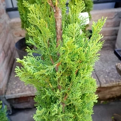 Cupressus totum en internet