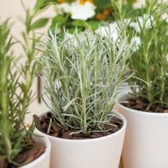 Curry - comprar online