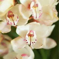 Orquídea Cymbidium en internet