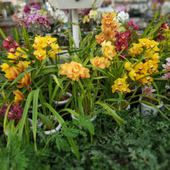 Orquídea Cymbidium - comprar online