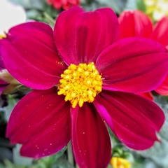 Dahlia Enana en internet