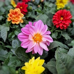 Dahlia Enana - comprar online