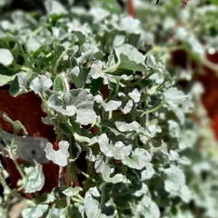 Dichondra Plateada