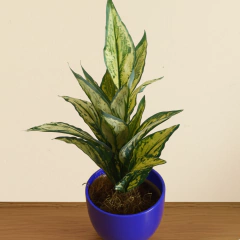 Dieffenbachia bush Artificial - tienda online