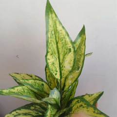 Dieffenbachia bush Artificial - comprar online