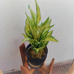 Dieffenbachia bush Artificial en internet