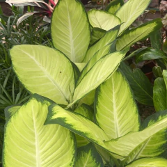 Dieffenbachia Camille en internet