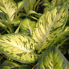 Dieffenbachia Sublime