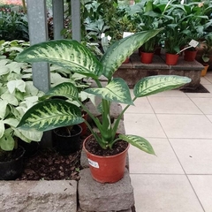 Dieffenbachia Tropic - tienda online