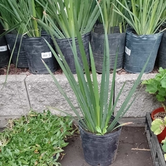 Dietes Iridioides - comprar online
