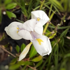 Dietes Iridioides