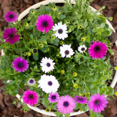 Dimorphoteca en internet