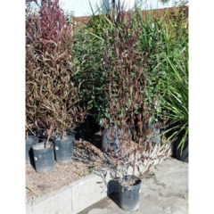 Dodonea Viscosa - comprar online