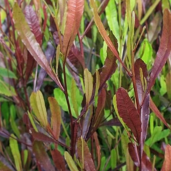 Dodonea Viscosa