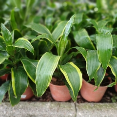 Dracaena Dorada en internet