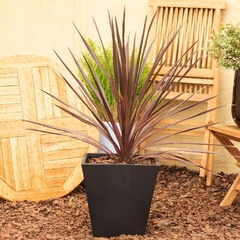 Dracaena Indivisa Rubra