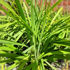 Dracaena Indivisa Verde - Vivero Mario
