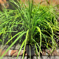 Dracaena Indivisa Verde - comprar online