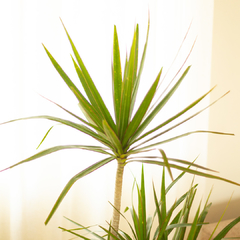 Dracaena Marginata - Vivero Mario
