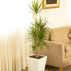Dracaena Marginata en internet