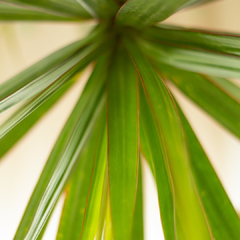 Dracaena Marginata - tienda online