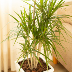 Dracaena Marginata - comprar online
