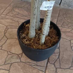 Dracaena massangeana (Artificial) - Vivero Mario