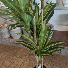Dracaena massangeana (Artificial) - tienda online