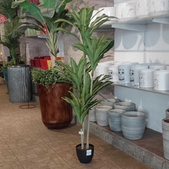 Dracaena massangeana (Artificial) en internet