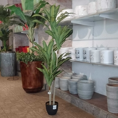 Imagen de Dracaena massangeana (Artificial)