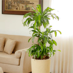 Dracaena Massangeana - comprar online