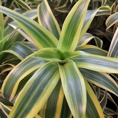 Dracaena Reflexa Variegata - comprar online