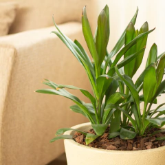 Dracaena Robusta - comprar online